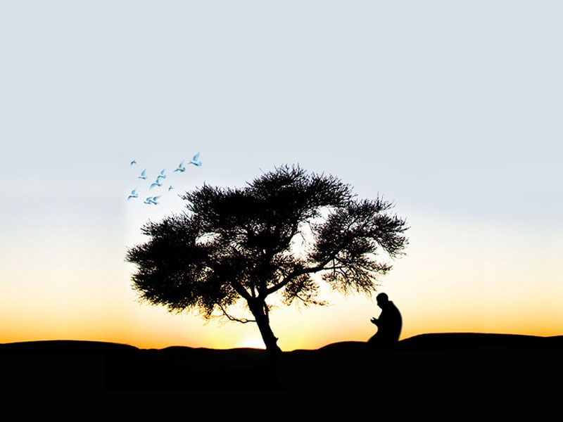 Dari Benih Hingga Menjadi Pohon